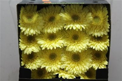 Gerbera Gr Diamond Full Moon