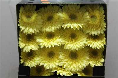 Gerbera Gr Diamond Full Moon