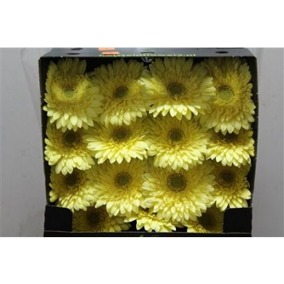 Gerbera Gr Diamond Full Moon