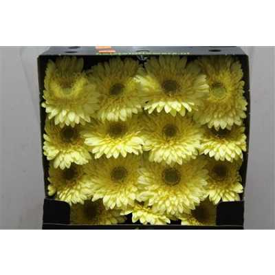 Gerbera Gr Diamond Full Moon