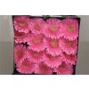 Gerbera Gr Diamond Glossy