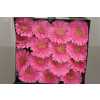 Gerbera Gr Diamond Glossy