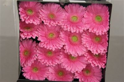 Gerbera Gr Diamond Glossy