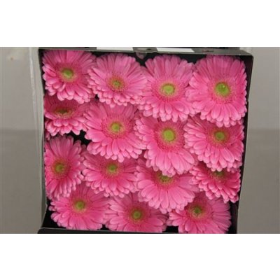 Gerbera Gr Diamond Glossy