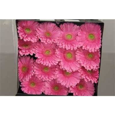 Gerbera Gr Diamond Glossy