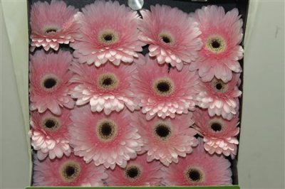 Gerbera Gr Diamond Graceland