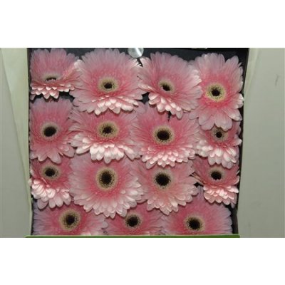 Gerbera Gr Diamond Graceland