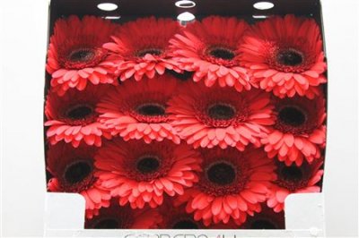 Gerbera Gr Diamond Hamptons
