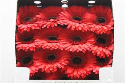 Gerbera Gr Diamond Hamptons
