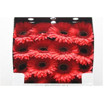 Gerbera Gr Diamond Hamptons
