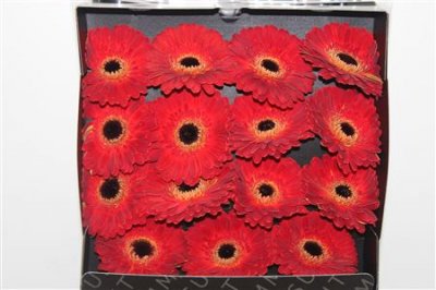 Gerbera Gr Diamond Hennessy
