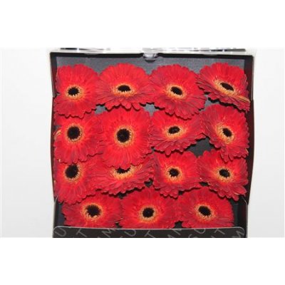 Gerbera Gr Diamond Hennessy