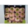 Gerbera Gr Diamond Himalia