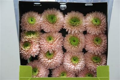 Gerbera Gr Diamond Himalia
