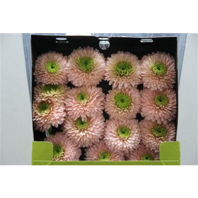 Gerbera Gr Diamond Himalia