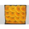 Gerbera Gr Diamond Honey Ball