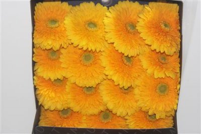 Gerbera Gr Diamond Honey Ball