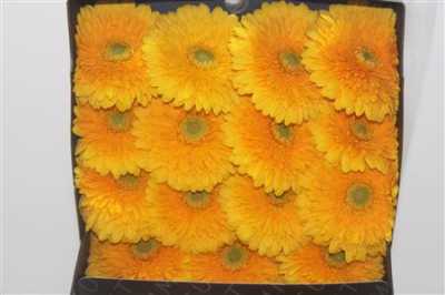 Gerbera Gr Diamond Honey Ball
