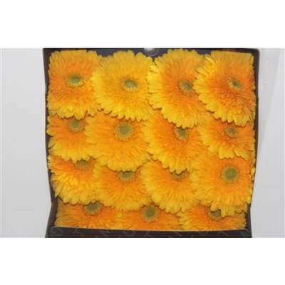 Gerbera Gr Diamond Honey Ball
