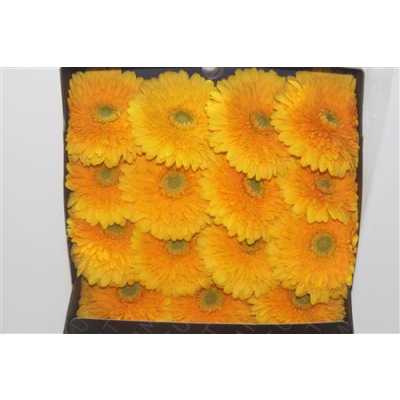 Gerbera Gr Diamond Honey Ball