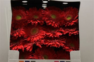Gerbera Gr Diamond Hooper