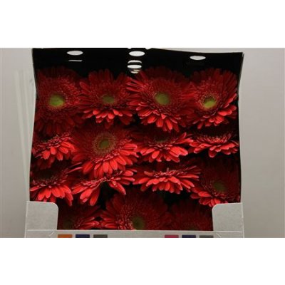 Gerbera Gr Diamond Hooper