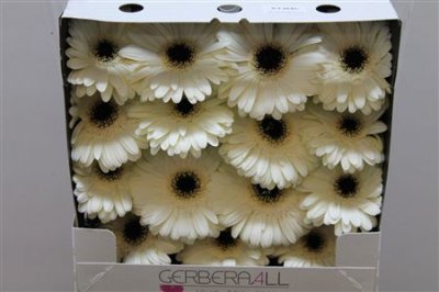 Gerbera Gr Diamond Iceberg