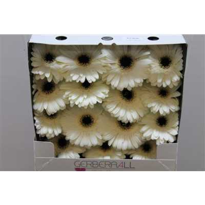 Gerbera Gr Diamond Iceberg