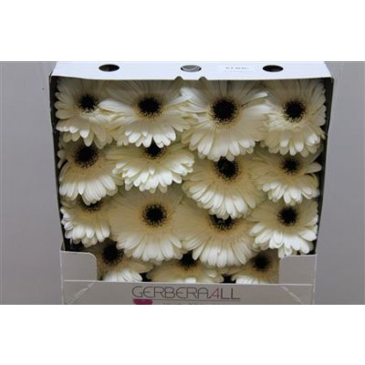 Gerbera Gr Diamond Iceberg