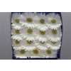 Gerbera Gr Diamond Icy