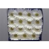 Gerbera Gr Diamond Icy