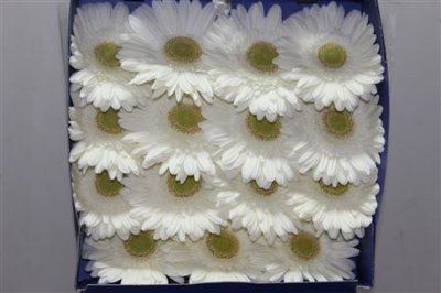 Gerbera Gr Diamond Icy