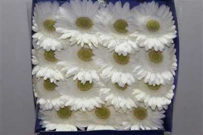 Gerbera Gr Diamond Icy