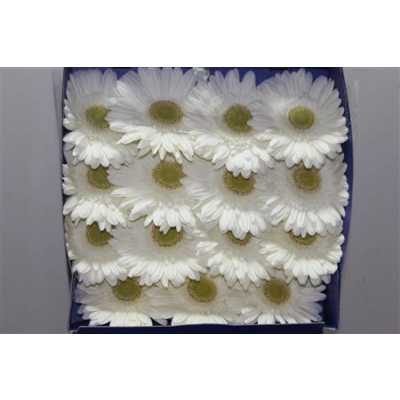 Gerbera Gr Diamond Icy