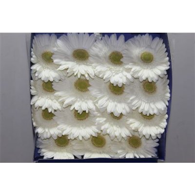 Gerbera Gr Diamond Icy