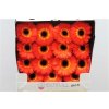 Gerbera Gr Diamond Imax