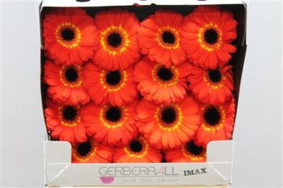 Gerbera Gr Diamond Imax