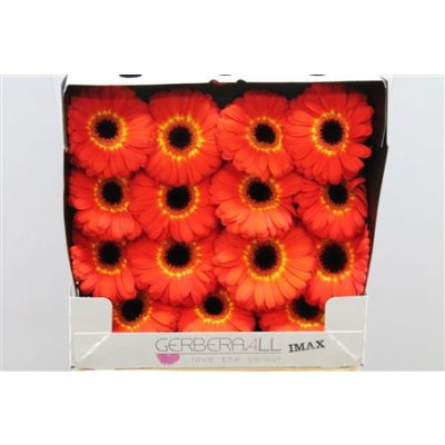 Gerbera Gr Diamond Imax
