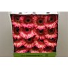 Gerbera Gr Diamond Itsaparty