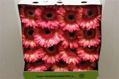 Gerbera Gr Diamond Itsaparty