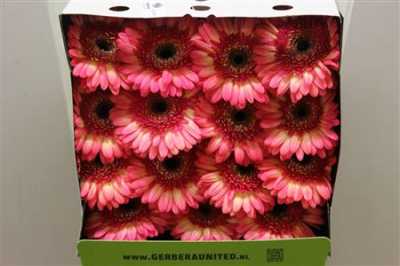 Gerbera Gr Diamond Itsaparty