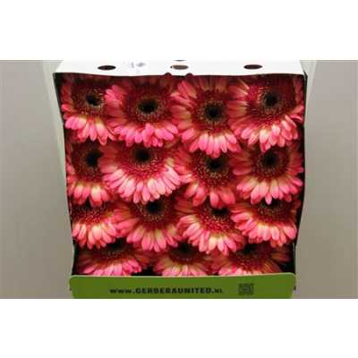 Gerbera Gr Diamond Itsaparty