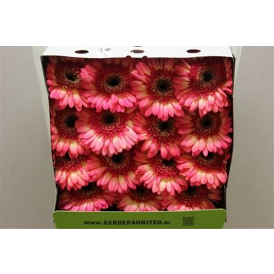Gerbera Gr Diamond Itsaparty