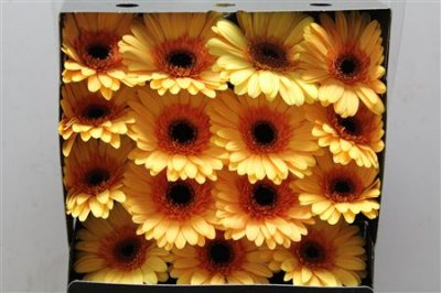Gerbera Gr Diamond Jetset