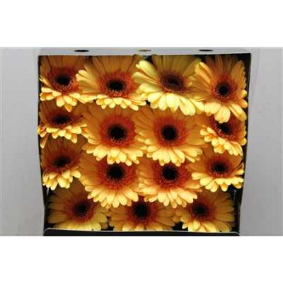 Gerbera Gr Diamond Jetset