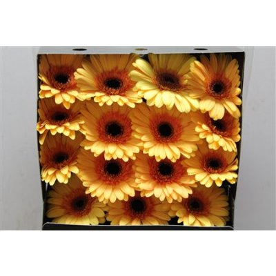 Gerbera Gr Diamond Jetset