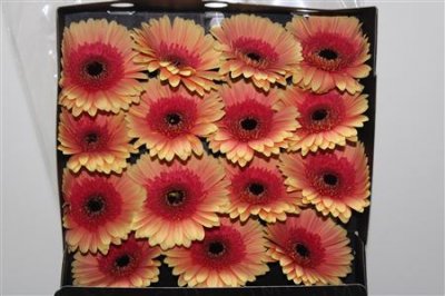 Gerbera Gr Diamond Julia