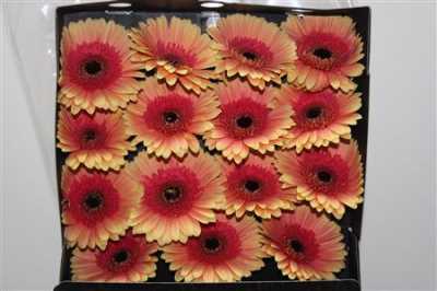 Gerbera Gr Diamond Julia