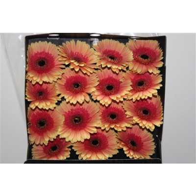 Gerbera Gr Diamond Julia