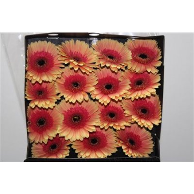 Gerbera Gr Diamond Julia